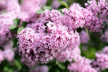 Blooming Pembe Leylak Güneşli Gün