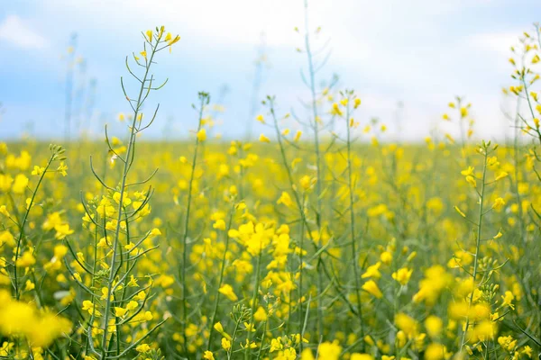 Yellow Rapeseed Flower Summer — Stock Photo, Image