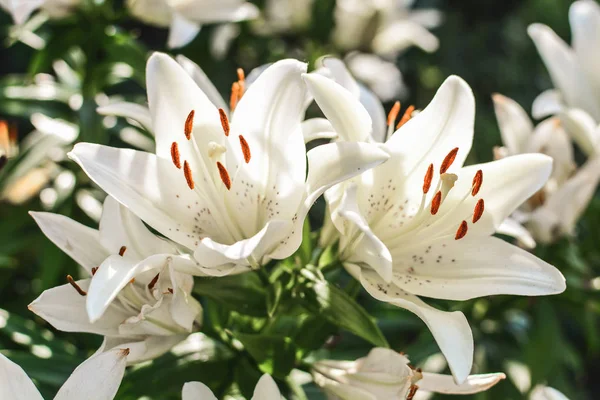 Flores Brancas Lírio Luz Fria — Fotografia de Stock