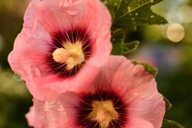 Malva çiçek pembe renk