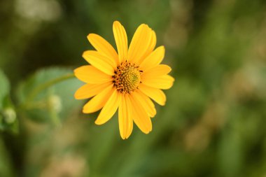 Güzel Sarı Çiçek Yaz Saati