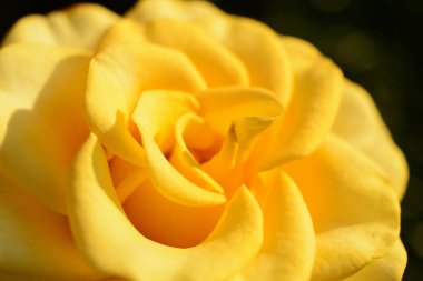 Güzel sarı gül, yakından.