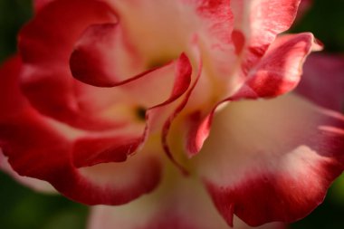 Pembe gül yaprakları yakın