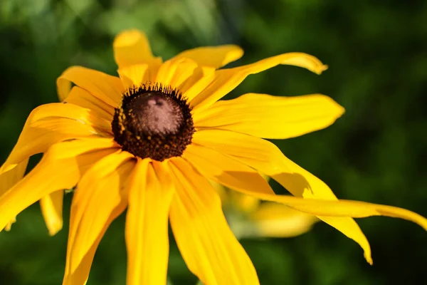 Черноглазый Цветок Сюзан — стоковое фото