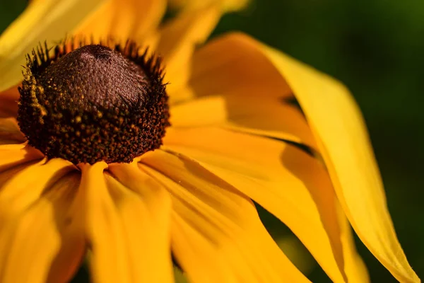 Rudbeckia Jaune Susan Aux Yeux Noirs Gros Plan — Photo