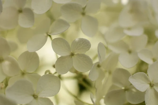 Flores Hortensias Blancas Primer Plano — Foto de Stock