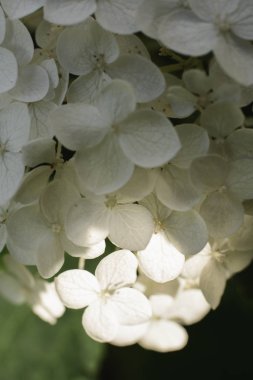 Beyaz Hidangea çiçekler güneş ışığı