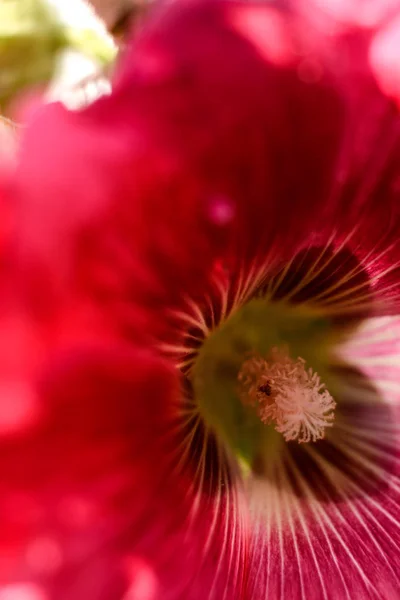 Czerwony Kwiat Hollyhock Bliska — Zdjęcie stockowe