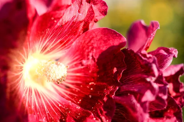 Malvaceae Rodzina Kwitnący Czerwony Malva Hollyhock Kwiat Ogrodzie — Zdjęcie stockowe