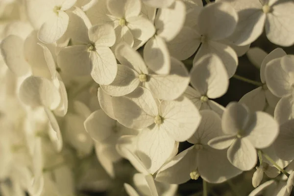 White Hydrangea Fondo Floral — Foto de Stock