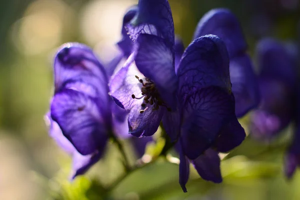 Monkshood Aconitum Napellus Niebieskie Kwiaty Zbliżenie Ranunculaceae Rodzina — Zdjęcie stockowe