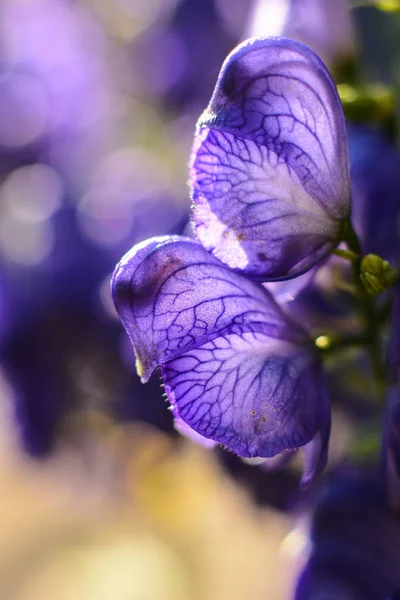 Monkshood Aconitum Napellus Blue Flowers Close Ranunculaceae Family — Stock Photo, Image