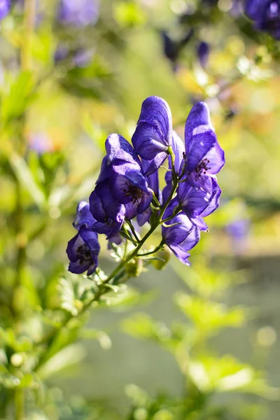 Kwitnące Monkshood Niebieskie Kwiaty Aconitum Napellus — Zdjęcie stockowe