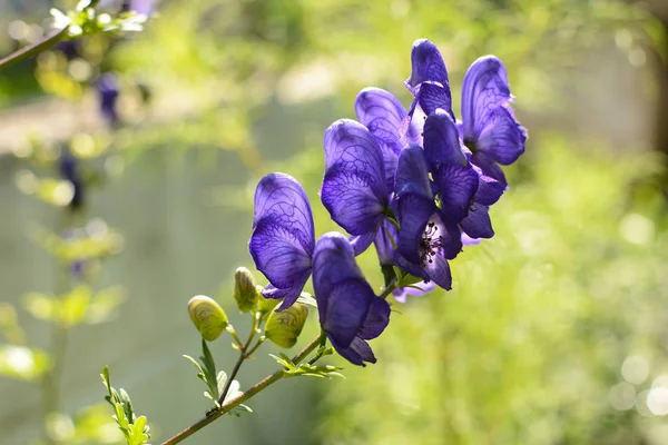 Flores Azules Madera Monje Floreciente Aconitum Napellus — Foto de Stock