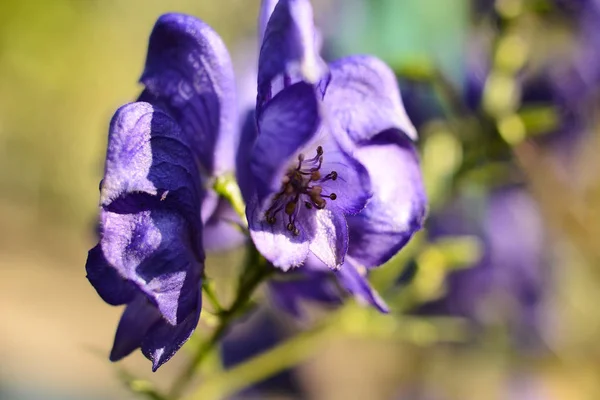 Monkshood Kwiaty Rozkwicie Zbliżenie — Zdjęcie stockowe