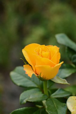 Sarı Gül çiçek