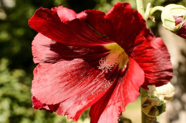 Güzel Kırmızı Malva Çiçek Blooming