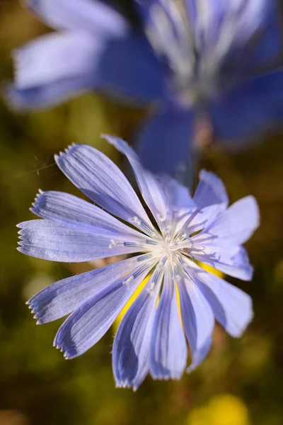Bliska Kwiat Niebieski Cykoria Cichorium Intybus — Zdjęcie stockowe