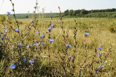 Mavi Hindiba (Cichorium intybus) Doğada
