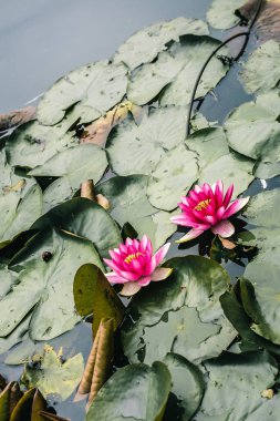 Yüzen Pembe Nilüferler