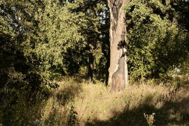 Hasta Meşe Yaz Çayırı