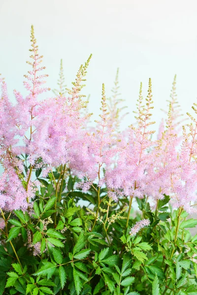 Pink Astilbe Flowers Symbool Van Nascent Love — Stockfoto