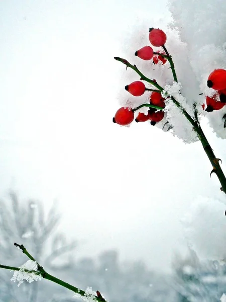 Ramo Quadris Vermelhos Rosa Selvagem Abaixo Neve Dia Inverno Sombrio — Fotografia de Stock