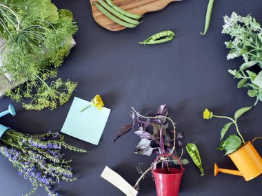 Yeşilliklerin dekoratif bileşimi, taze sarı çiçekler, deniz tuzu, karanlık bir arka planda baharatlar, üst görünüm