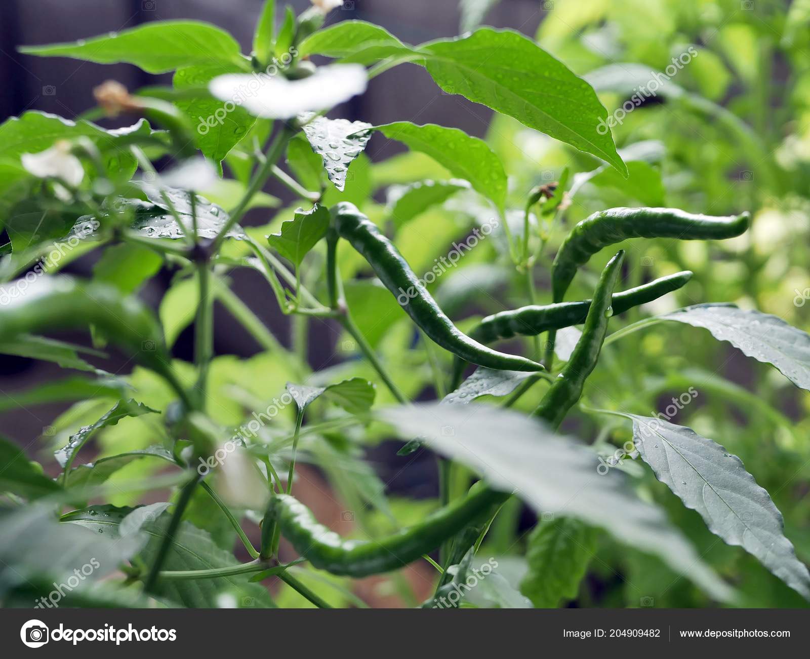 Qui Poussent Sur Arbuste Qui Fleurit Immature Piment Vert