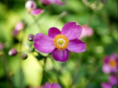Mor parlak vahşi bir çiçek açan karşı çiçek yeşil bahçe, yaz sezonu