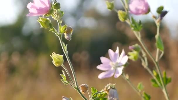 Rosa Wiesenblumen Wind Herbstsommer Sonniger Tag — Stockvideo