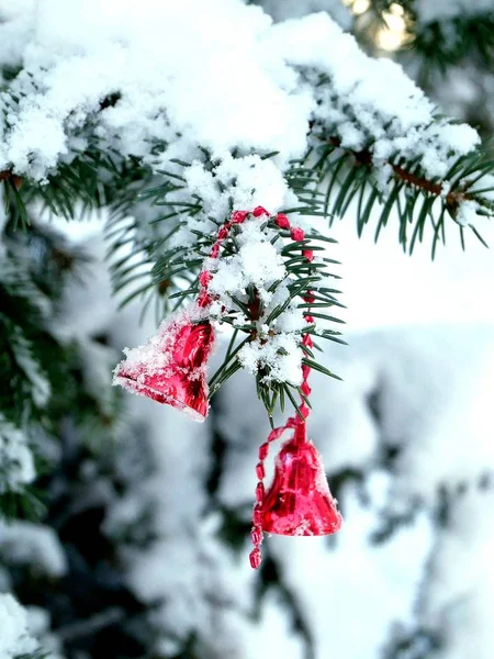 Par Sinos Vermelhos Num Ramo Uma Árvore Coberta Neve Inverno — Fotografia de Stock