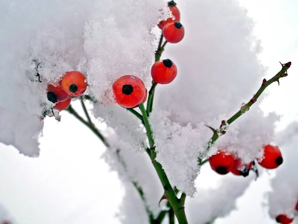 A branch of red hips of wild rose under snow on a gloomy winter day, winter, Christmas