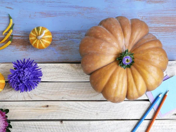  Kabakları çiçekler, dekoratif sonbahar kompozisyon sarı biber bir açık renkli, üstten görünüm, Cadılar Bayramı