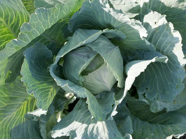 Texture Vegetable Fresh Cabbage Leaves Natural Environment Autumn Harvest Season — Stock Photo, Image