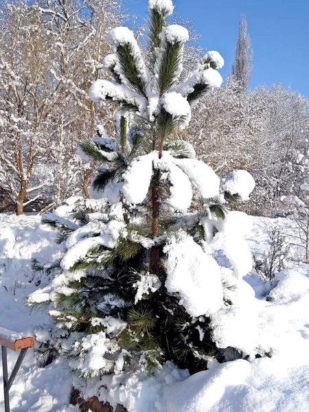 Árbol Coníferas Nieve Día Soleado Brillante Del Invierno Helado Navidad — Foto de Stock