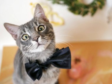 Etkileyici bir görünüm olarak boyun hafif bir arka plan Christmas dekor üzerinde siyah bir yay ile genç gri çizgili kedicik. Aile içi bir kedi, kış sezonu portresi