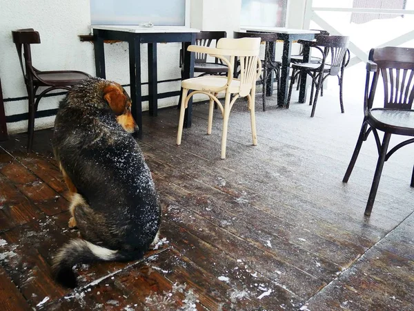 Sad dog in a winter cafe on a wooden floor covered with snow, bad weather, winter, the concept of helping animals in the cold season