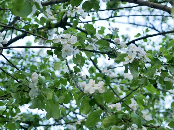 Flowers Apple Tree Season Spring Branches Blossoming Apple Tree Blue — Stock Photo, Image