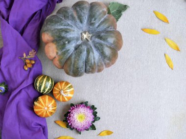 Kabaklar, çiçekler, gri bir arka plan üzerinde yaprakları, üst görünümü, sonbahar mevsimsel kompozisyon, Cadılar Bayramı için hazırlık