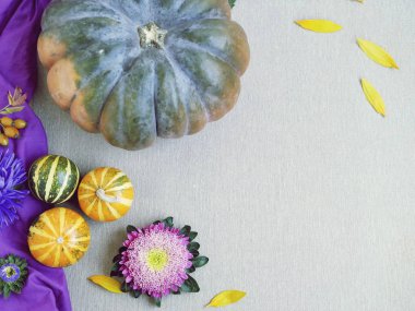 Kabaklar, çiçekler, gri bir arka plan üzerinde yaprakları, üst görünümü, sonbahar mevsimsel kompozisyon, Cadılar Bayramı için hazırlık