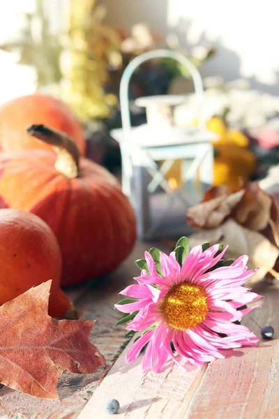 Kürbisse Herbstblätter Dekorative Laterne Mit Kerze Eine Blume Auf Einer — Stockfoto