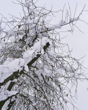 Karla kaplı ağaçlar, kış manzarası, kötü hava, soğuk mevsim