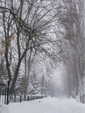 Karla kaplı ağaçlar, kış manzarası, kötü hava, soğuk mevsim