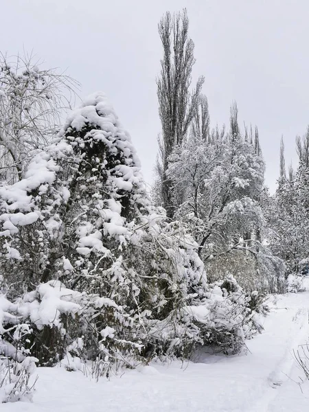 Hóval Borított Fák Téli Táj Rossz Idő Hideg Évszak — Stock Fotó