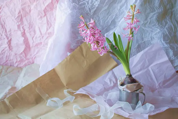 Pink fresh hyacinth flower on pastel colored wrapping paper background, gift design concept