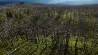 Ağaçlar orman yangını ekoloji hasar kavram sonra