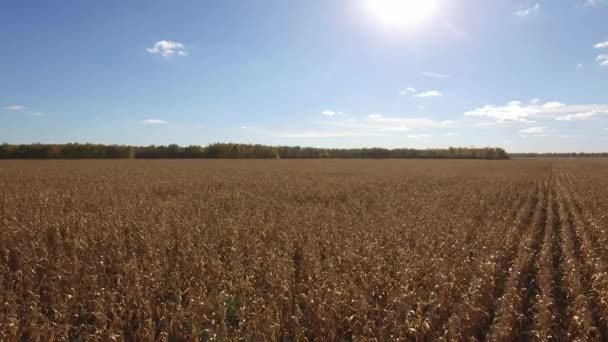 Eellow corn field of summer harvest aerial view — Stock Video