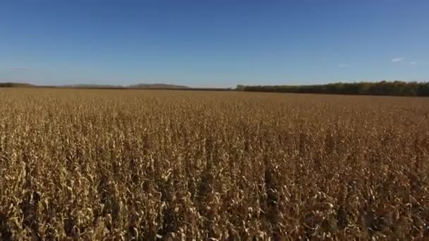 Eellow a kukoricásban, a nyári betakarítás légifelvételek — Stock videók