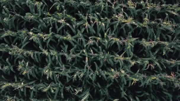 Campo de maíz verde de la cosecha de verano vista aérea — Vídeo de stock